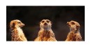 Erdmaennchen_im Dreierpack * 800 x 423 * (89KB)